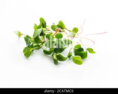 Haufen von Rettich Mikrogrün auf weißem Hintergrund. Gesunde Ernährung Konzept. Stockfoto