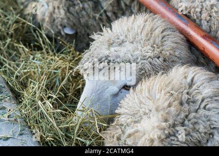 Nahaufnahme des Schafkopfes, der ein Gras von einem Zaun frisst. Stockfoto