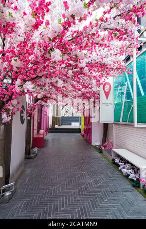 Seoul, Südkorea-März 2020: Installation von Kirschblüten-rosa Bäumen im Frühling vor einem Geschäft in Sinsa-dong, Südkorea. Stockfoto