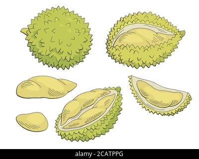 Durian Obst Grafik Farbe isoliert Skizze Illustration Vektor Stock Vektor