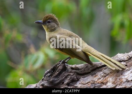 Gelbbauchiger Greenbul (Chlorocichla flaviventris) auf einem Baum, in Südafrika mit Bokeh Stockfoto