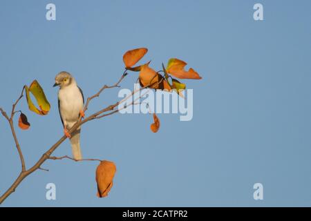 Ein Weißkopfhelm-Würger (Prionops plumatus) Thront in einem Baum mit Herbstfarben Stockfoto