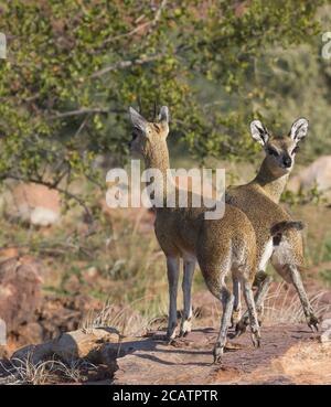 Robuste männliche und weibliche Klipspringer Paar stehend Zehenspitzen auf einem Felsen in Mapungubwe, Südafrika Stockfoto