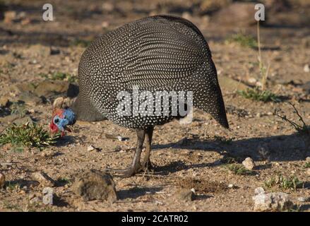 Bunte behelmte Guineavögel (Numida meleagris) Futtersuche am Boden im Krüger National Park Südafrika Mit Bokeh Stockfoto