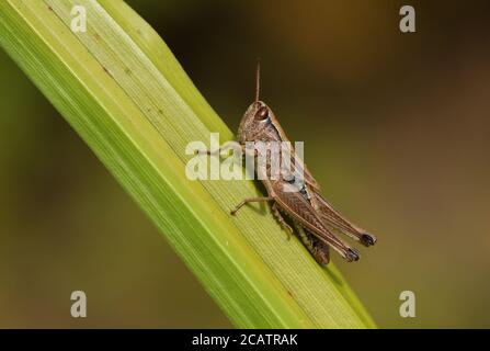 Eine weibliche Wiesengrasshopper, Chorthippus parallelus, auf einem Schilf ruhend. Stockfoto