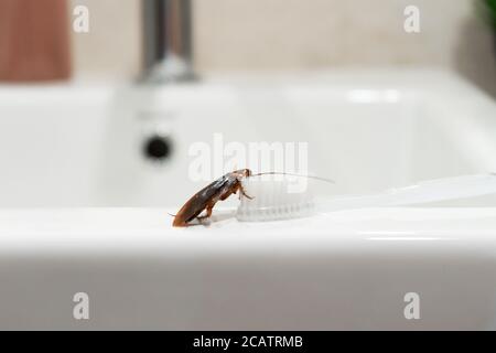 Kakerlake im Bad auf dem Waschbecken. Das Problem mit Insekten Stockfoto