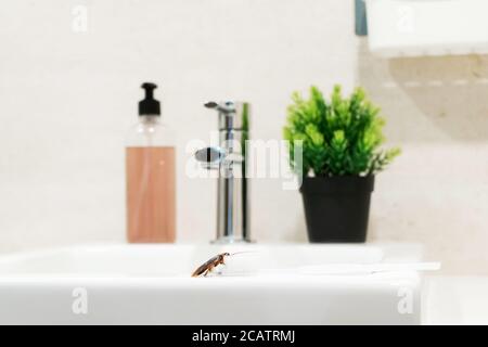 Kakerlake im Bad auf dem Waschbecken. Das Problem mit Insekten Stockfoto