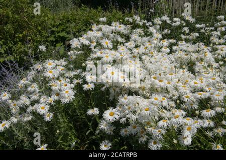 Sommer blühende weiße Shasta Gänseblümchen (Leucanthemum x superbum 'Phyllis Smith') Wächst in einer krautigen Grenze in einem Country Cottage Garden Im ländlichen De Stockfoto