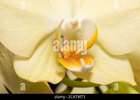 Makroaufnahme der gelben Orchideenblume mit weichem Fokus und Platz für Text. Blumenmuster in Nahaufnahme. Bildart. Selektiver Fokus, Kopierbereich. Stockfoto