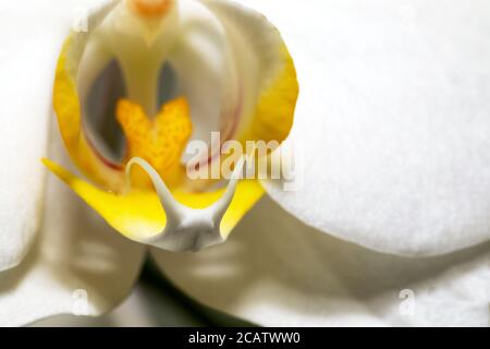 Makroaufnahme der weißen Orchideenblume mit Weichzeichner und Platz für Text. Blumenmuster in Nahaufnahme. Bildart. Speicherplatz kopieren. Stockfoto
