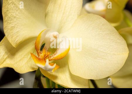Makroaufnahme der gelben Orchideenblume mit weichem Fokus und Platz für Text. Blumenmuster in Nahaufnahme. Selektiver Fokus, Kopierbereich. Stockfoto