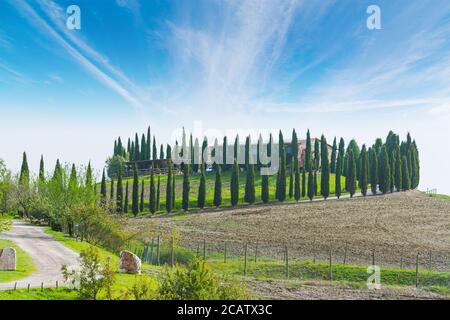 Reihe von Zypressen in Val d'Orcia, Italien Stockfoto