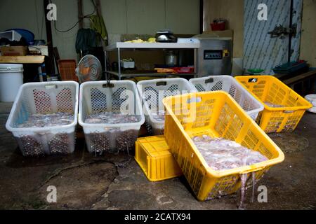 In der Krake-Fabrik auf einer kleinen Insel in Südkorea Stockfoto