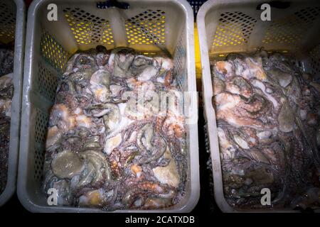 In der Krake-Fabrik auf einer kleinen Insel in Südkorea Stockfoto