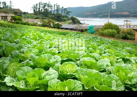 Das Dorf Landwirtschaft in Südkorea Stockfoto