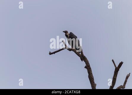 Weiß rumped Geier scavenging Vogel der Beute auf einem thront Verzweigung Des Toten Baumes Stockfoto