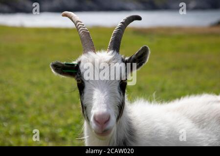 Norwegen Urlaubsziel, Stad, Natur, norwegische Natur, Stockfoto