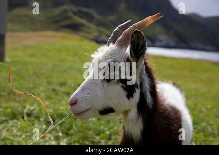 Norwegen Urlaubsziel, Stad, Natur, norwegische Natur, Stockfoto