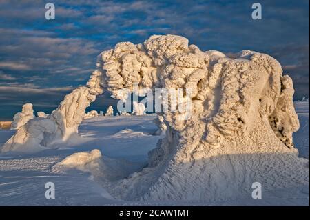 Zwergkiefern, Eis und Schnee umhüllt, bei Sonnenaufgang, unterhalb des Gipfels von Szrenica, Nationalpark Karkonosze, an der Grenze von Polen und der Tschechischen Republik Stockfoto