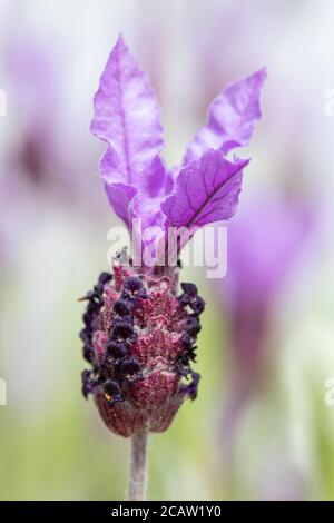 Lavandula (Lavendel) Stöchas 'Papillon' Stockfoto