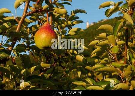 Reife Birne (Pyrus) hängt von einem Ast eines grünen Baumes umgeben von vielen frischen Blättern, Teck Castle kann auf einem Hügel gesehen werden. Deutschland, Schwäbische Alb Stockfoto