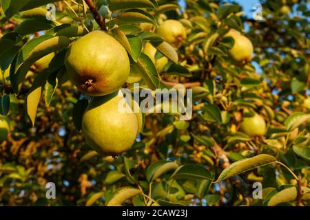 Einige gelbe Birnen (pyrus) hängen an den Zweigen eines grünen Baumes. Vollformat. Deutschland, Schwäbische Alb Stockfoto