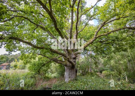 Eine gesunde alte 250 Jahre alte Eiche (Quercus robur) in voller Blattstruktur am Frensham Little Pond, einem beliebten Schönheitsort in Surrey, Südostengland Stockfoto