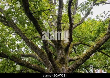 Stamm und Baldachin einer gesunden alten 250 Jahre alten Eiche (Quercus robur) am Frensham Little Pond, einem beliebten Schönheitsort in Surrey, SE England Stockfoto