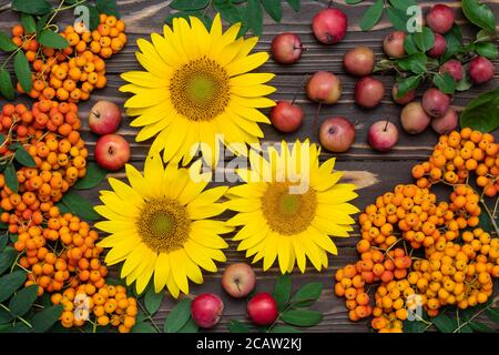 Sonnenblumen, Vogelbeeren und kleine rote Äpfel auf dunklen rustikalen Holzbrettern. Sommer Hintergrund, Herbst Erntekonzept. Bunte Postkarte, flach liegend. S Stockfoto