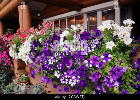 Petunia auf der Terrasse eines Holzhauses. Violette, weiße, rosa Blüten. Dekoration der Fenster draußen auf dem Hintergrund eines Holzhauses Stockfoto