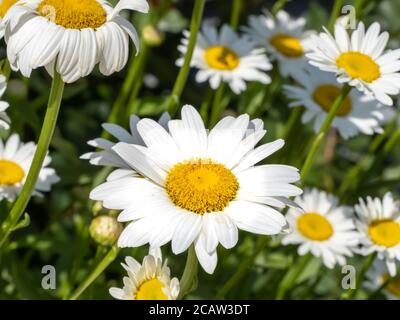 Selektive Fokusaufnahme von Kamillenblüten auf dem Feld Stockfoto