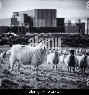 Kernkraftwerk Wylfa (Wylfa Newydd) auf CEMAES Anglesey, Wales, Großbritannien. Mit Schafen im Vordergrund. Stockfoto