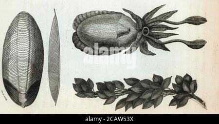 Vintage Tier Illustration Vintage klassische künstlerische Zeichnung Stockfoto