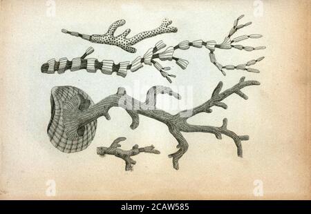 Vintage Tier Illustration Vintage klassische künstlerische Zeichnung Stockfoto