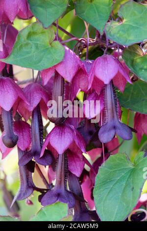 Rhodochiton atrosanguinea. „Bell Vine. Chinesische Glockenlinie. Violette Glockenrebe, Purple bellerine. Rhodochiton atrosanguineus 'Purple Bells' Stockfoto