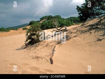 Piscinas Dünen im Süden Sardiniens (gescannt von Fujichrome Provia) Stockfoto