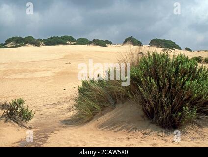 Piscinas Dünen im Süden Sardiniens (gescannt von Fujichrome Provia) Stockfoto