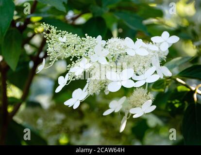 Paniculate hortenea 'Greenspire'. Hortensia paniculata Greenspire Stockfoto