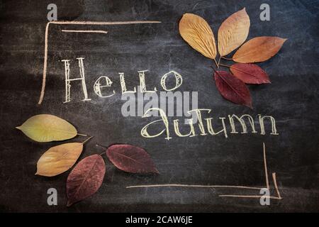 Hallo Herbst Grußtext auf Tafel. Dunkle hölzerne Schule Brett Hintergrund mit bunten Ahornblätter. Draufsicht Stockfoto