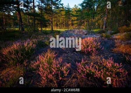 Heidekraut, Calluna vulgaris, auf der Insel Brattholmen im See Vansjø, Østfold, Norwegen. Stockfoto