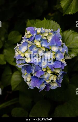 Vertikale Aufnahme der blauen Hortensienblume Stockfoto