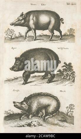 Vintage Tier Illustration Vintage klassische künstlerische Zeichnung Stockfoto