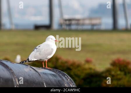 Eine Möwe oder Silbermöwe (Chroicocephalus novaehollandiae) steht in der Nistsaison auf Cockatoo Island, Sydney, Wache Stockfoto