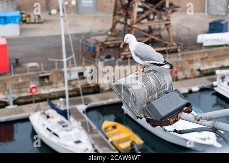 Eine Möwe oder Silbermöwe (Chroicocephalus novaehollandiae) ist in der Brutzeit auf Cockatoo Island, Sydney, im Einsatz Stockfoto