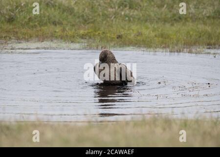 Great Skua Baden in kleinen Pool, in Torfmoor, Hermaness, Unst, Shetland, Großbritannien Stockfoto