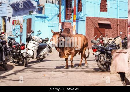 Jodhpur / Indien - 18. März 2020: Kühe in den Straßen von Jodhpur Stockfoto