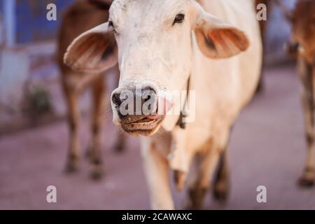 Jodhpur / Indien - 18. März 2020: Kühe in den Straßen von Jodhpur Stockfoto