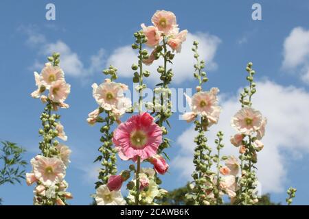 In der Sommersonne stehen cremefarbene und pinke Hollyhocks hoch Stockfoto