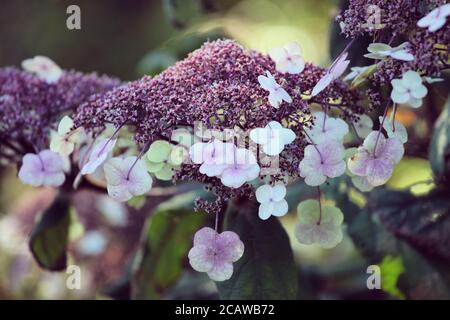 Violette und weiße Lacecap florets auf einer Hortensia aspera in Die Sommersonne Stockfoto