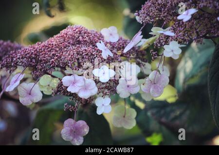 Violette und weiße Lacecap florets auf einer Hortensia aspera in Die Sommersonne Stockfoto